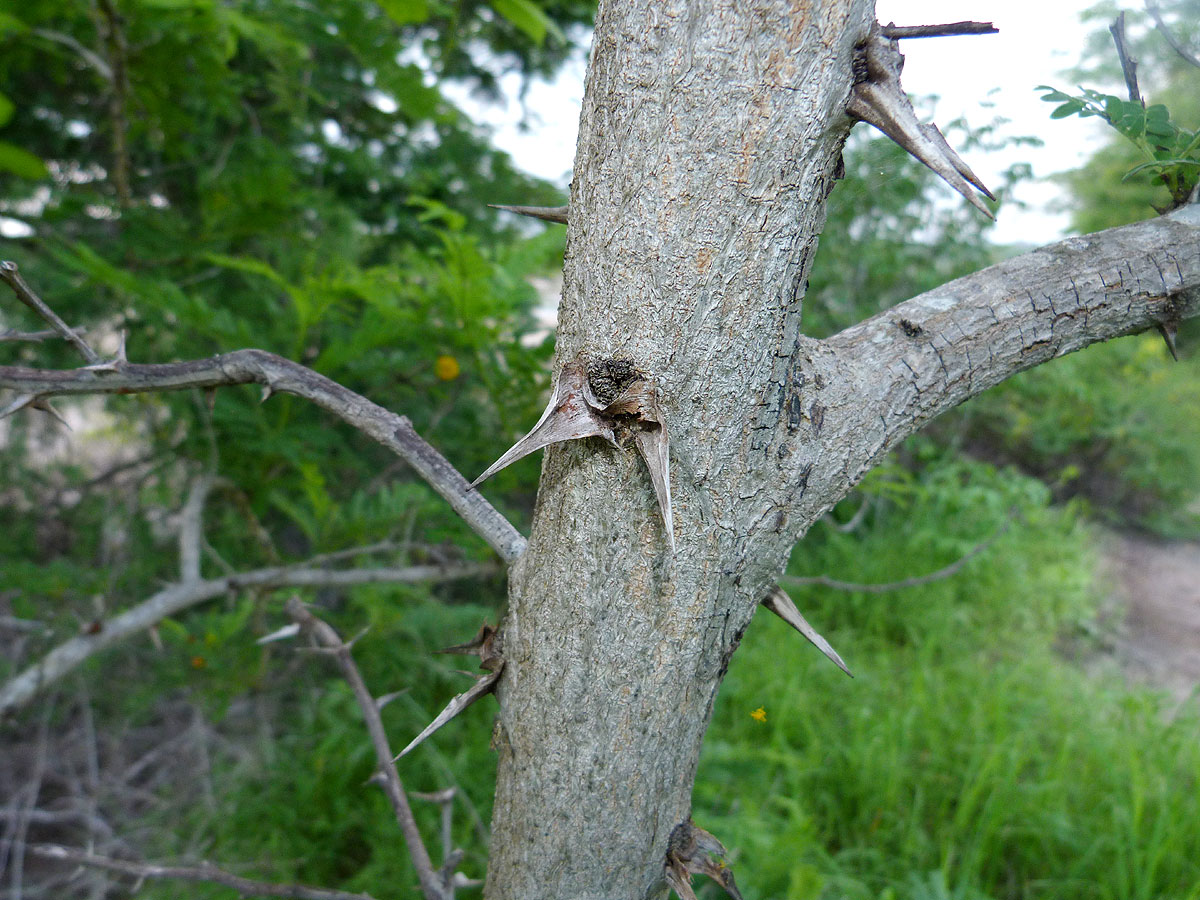 Acacia latispina