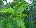 Acacia latispina