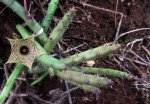Huernia leachii