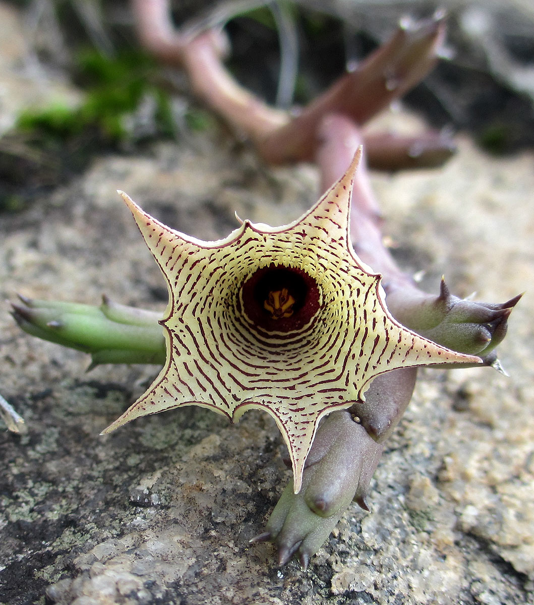 Huernia leachii
