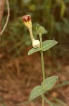 Ceropegia filipendula