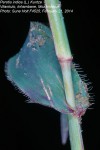 Perotis indica