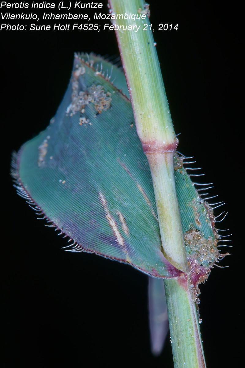 Perotis indica