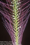 Perotis indica