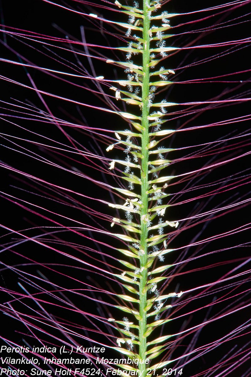 Perotis indica