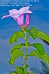 Cryptostegia madagascariensis