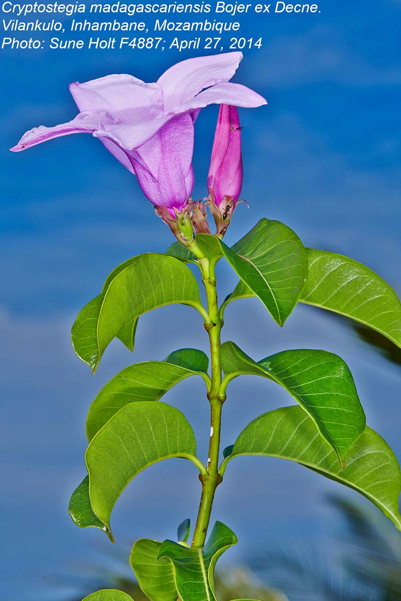 Cryptostegia madagascariensis
