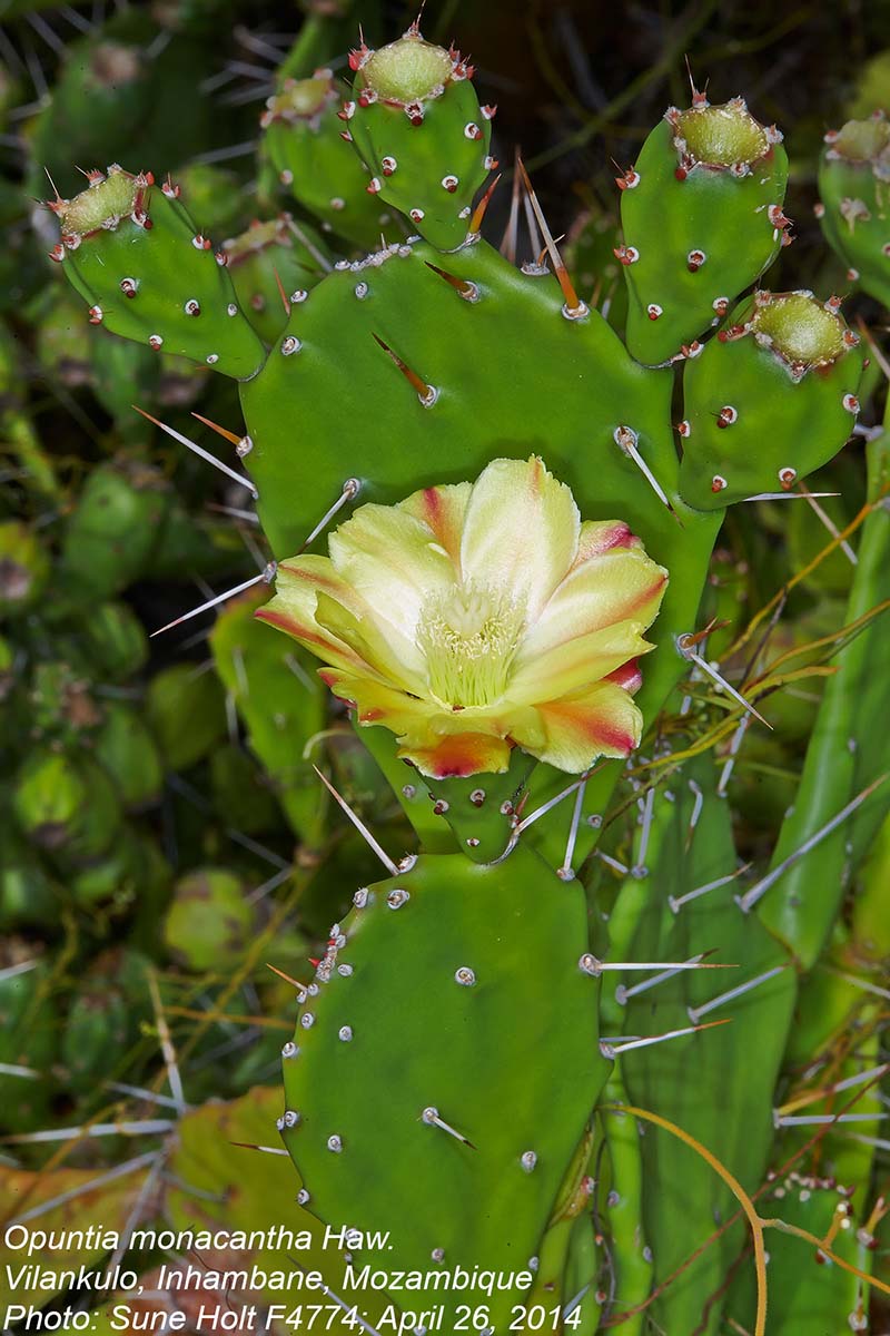 Opuntia monacantha