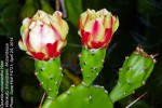 Opuntia monacantha