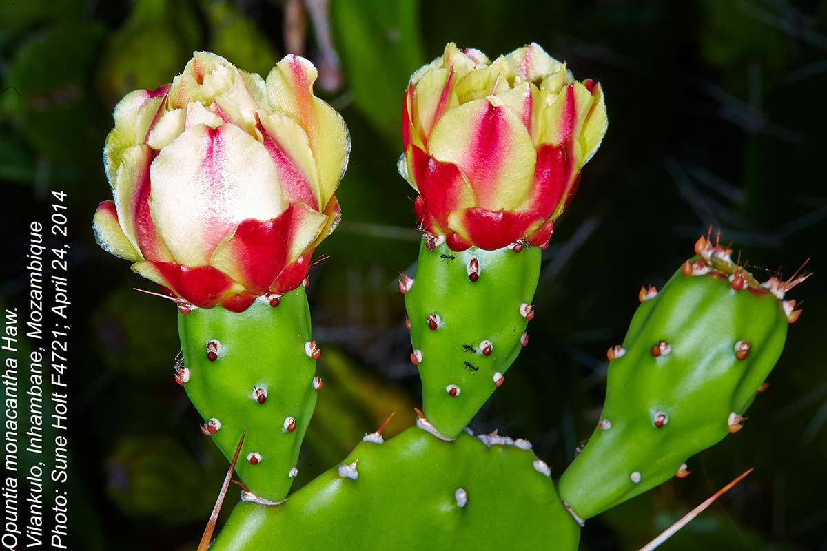 Opuntia monacantha