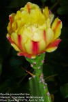 Opuntia monacantha