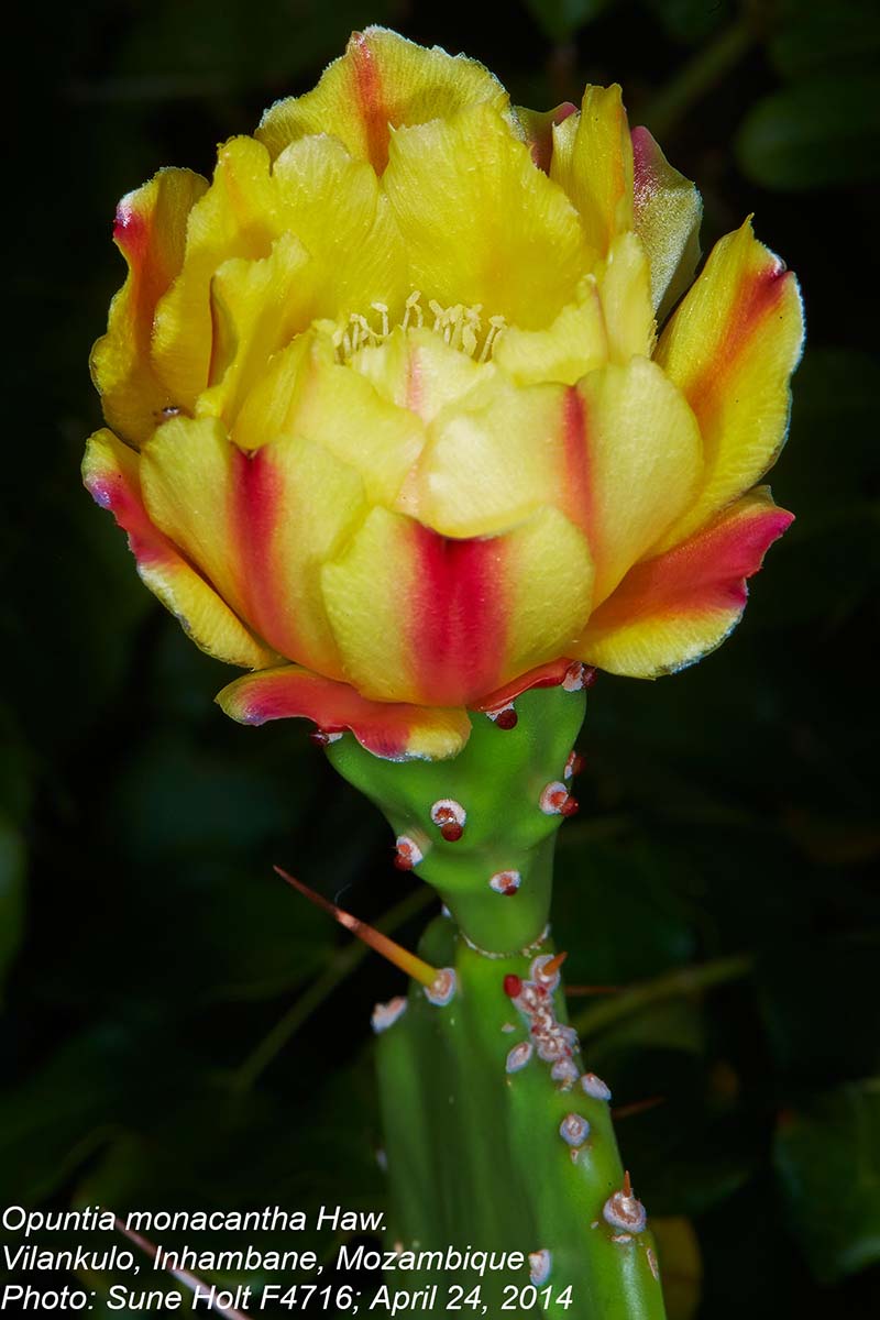 Opuntia monacantha