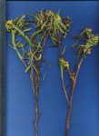 Geigeria aspera