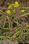 Geigeria aspera