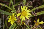 Geigeria aspera