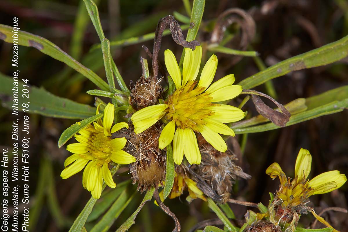Geigeria aspera