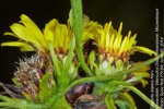 Geigeria aspera
