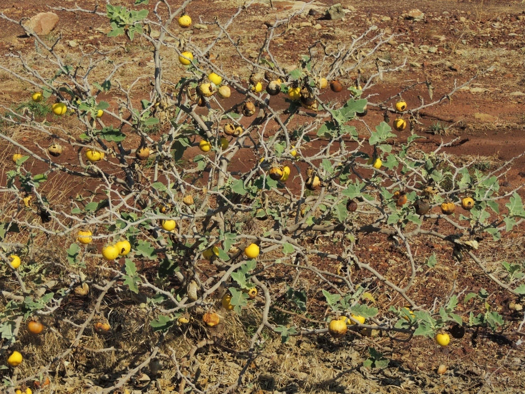 Solanum lichtensteinii