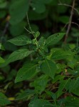 Justicia stachytarphetoides