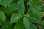 Justicia stachytarphetoides
