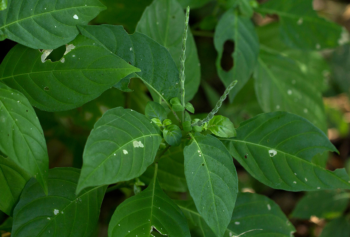 Justicia stachytarphetoides