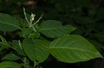 Justicia stachytarphetoides