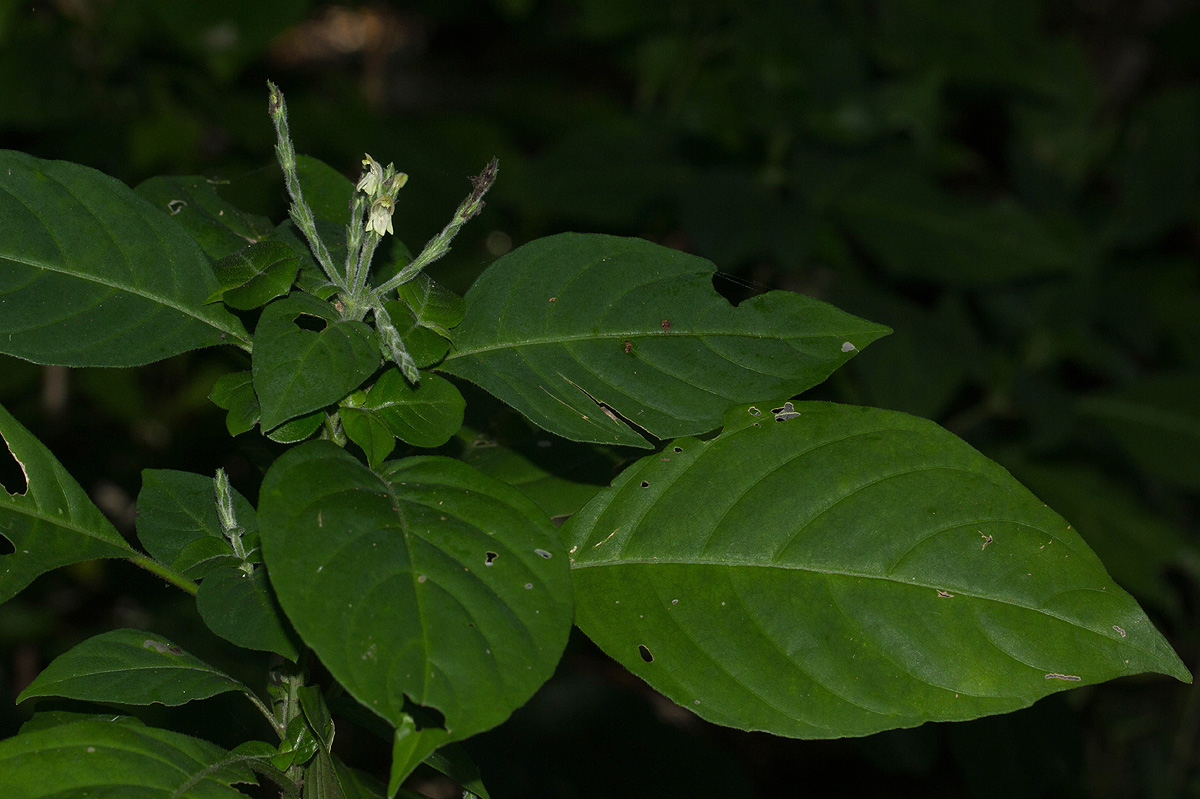 Justicia stachytarphetoides