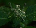 Justicia stachytarphetoides