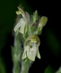 Justicia stachytarphetoides