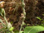 Justicia stachytarphetoides