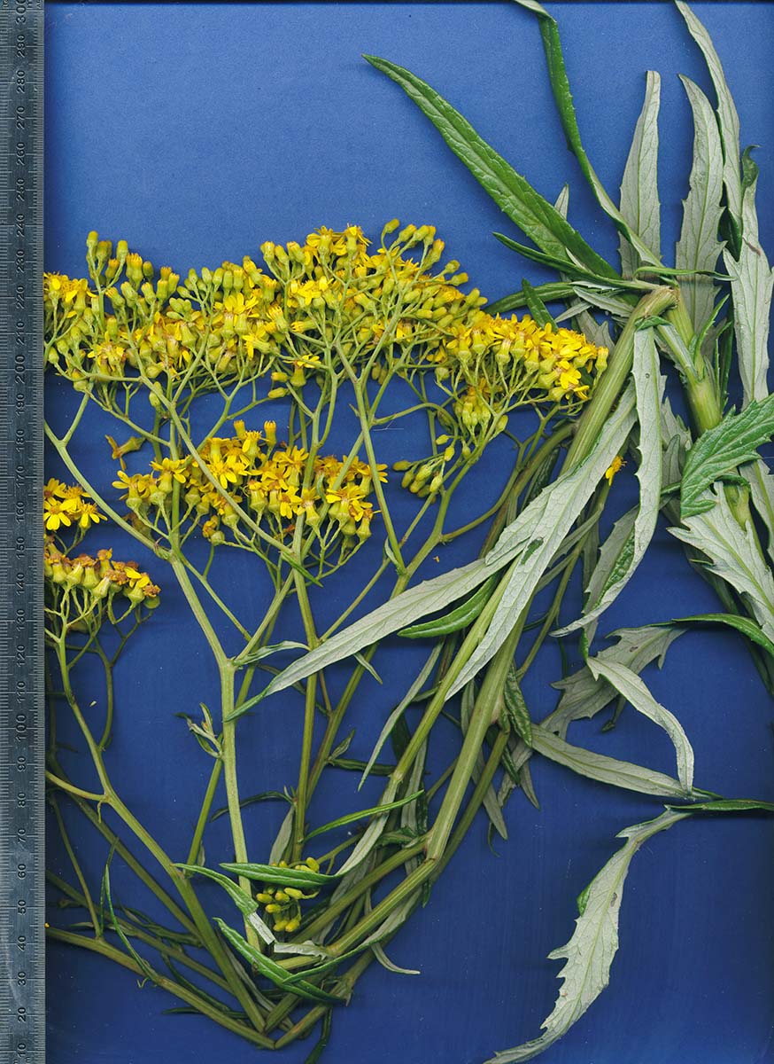 Senecio polyanthemoides