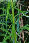 Senecio polyanthemoides