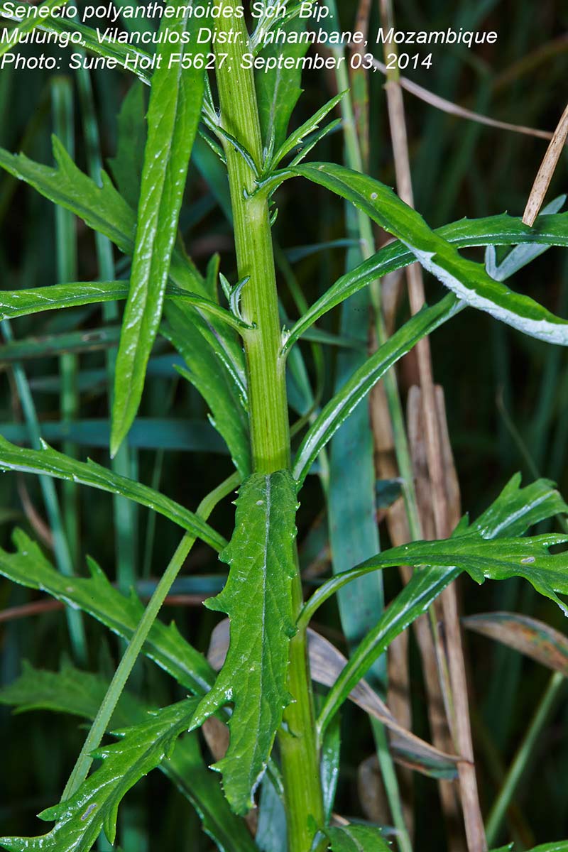 Senecio polyanthemoides