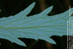 Senecio polyanthemoides