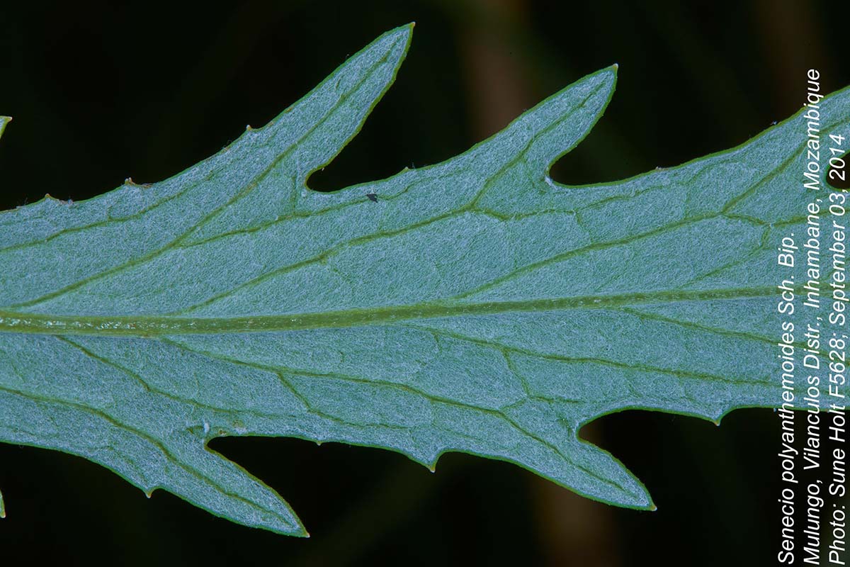 Senecio polyanthemoides