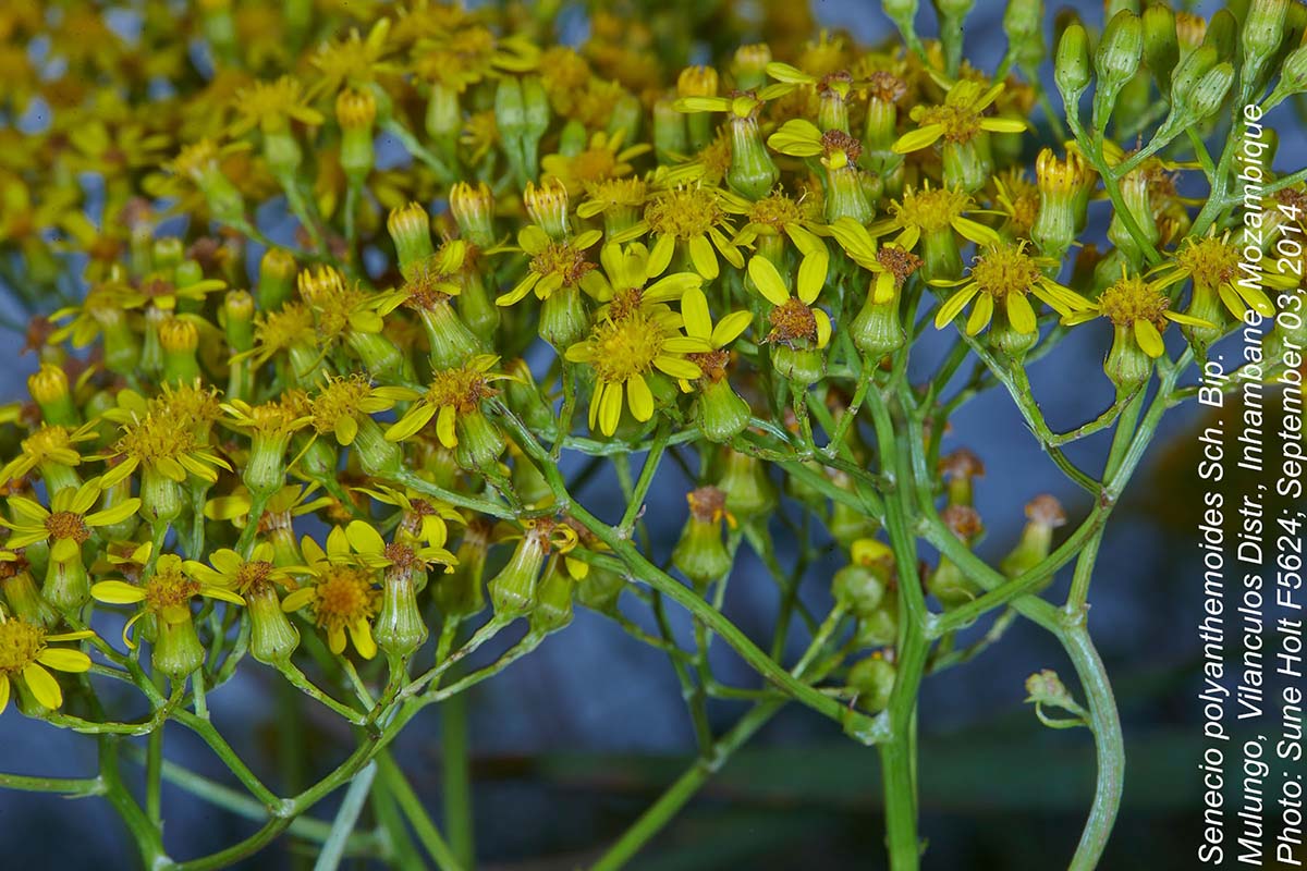 Senecio polyanthemoides
