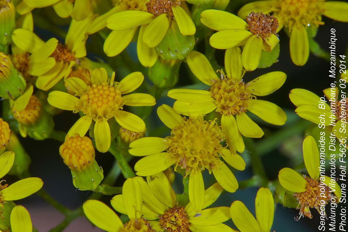 Senecio polyanthemoides