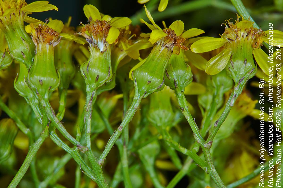 Senecio polyanthemoides