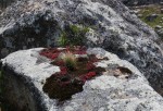 Crassula globularioides