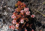 Crassula globularioides