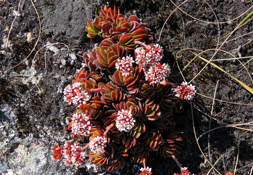 Crassula globularioides