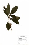 Anisotes sessiliflorus