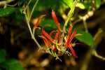 Anisotes sessiliflorus