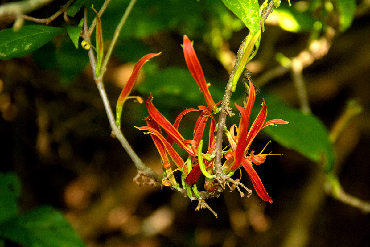 Anisotes sessiliflorus