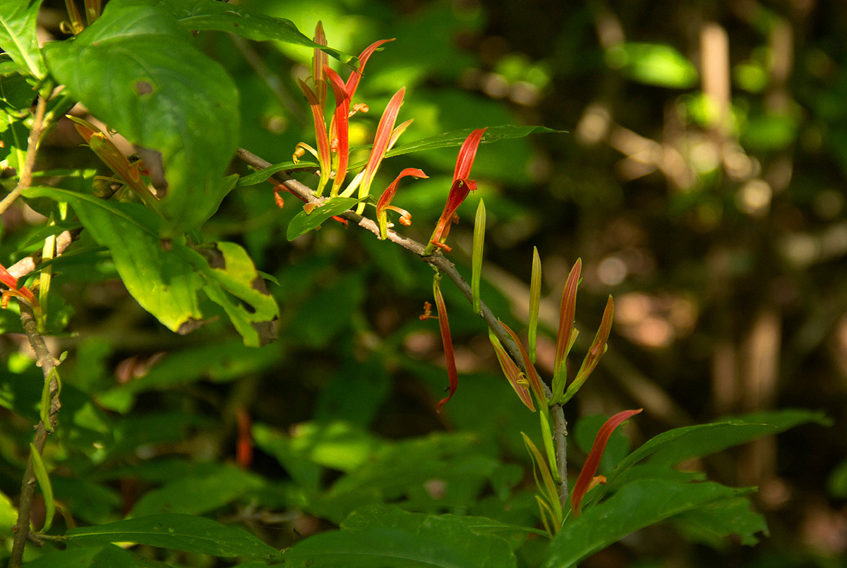 Anisotes sessiliflorus