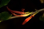 Anisotes sessiliflorus