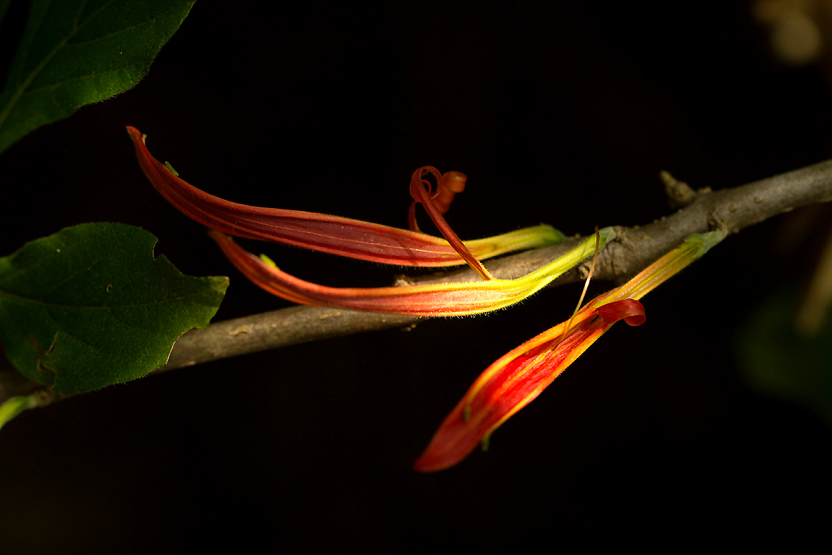 Anisotes sessiliflorus