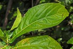 Anisotes sessiliflorus