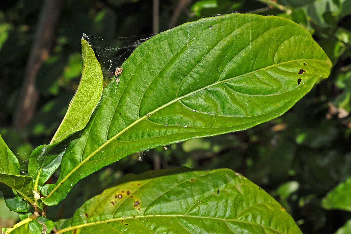 Anisotes sessiliflorus