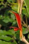 Anisotes sessiliflorus